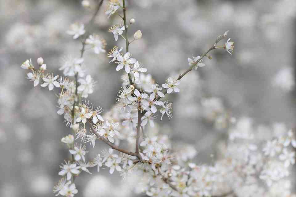 樱桃李, 杏, 血梅, 桃花枝, 白, 树, 春天, 樱花