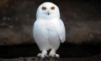 亚马逊中国发布2017跨境网购趋势报告