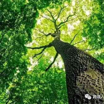 致跨境电商新卖家 - 该如何努力，才能做好亚马逊？