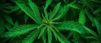 从加拿大毒品合法化，看跨境电商 大麻周边 爆款产品涌现！