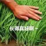 别当韭菜了！揭秘服务商主要项目原理！教你正确打开方式
