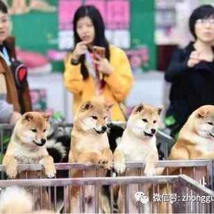 【市场动态】宠物经济日趋升温 业界：行业发展迎来新机遇