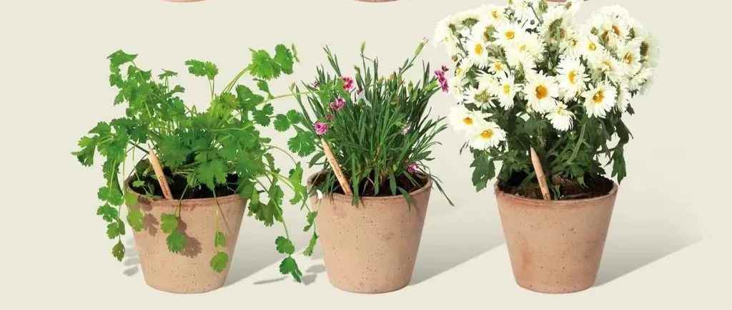 品牌案例|神奇铅笔可种植开花！品牌在TikTok涨粉15万，亚马逊一度卖断货