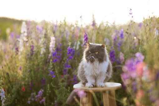 MollyBox（魔力猫盒）是指什么？在哪方面具备的优势？