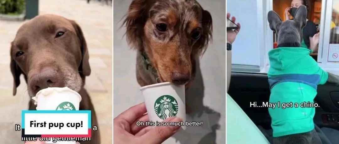 TikTok搜索#puppuccino，才知道狗子多爱喝星巴克