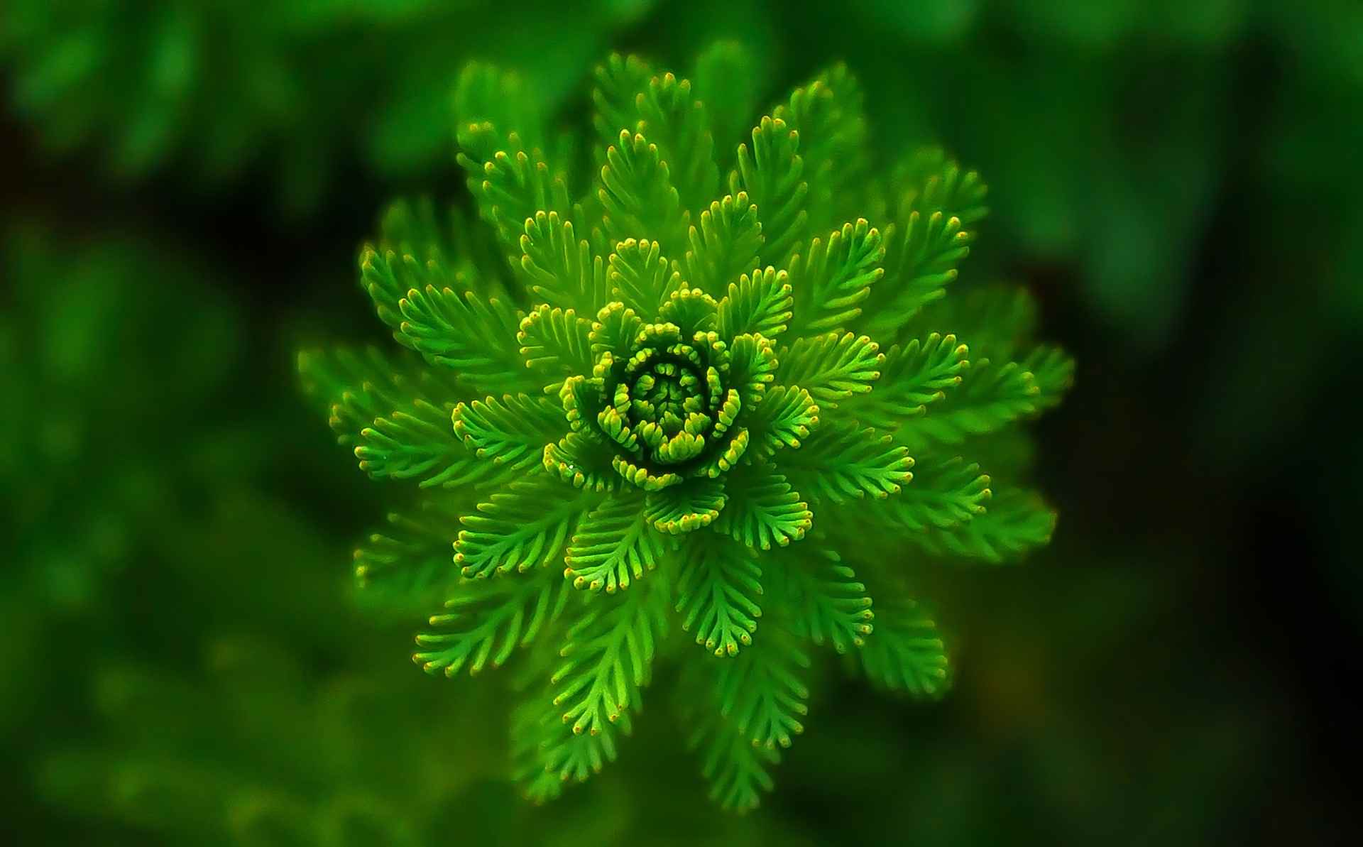 亚马逊促销优惠码是什么？如何使用亚马逊促销优惠码？